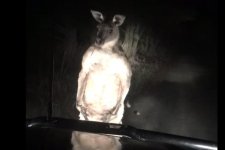 Kangaroo-teaches-tailgating-driver-a-lesson-in-fit-of-roo-rage.jpg