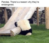 Pandas.jpg